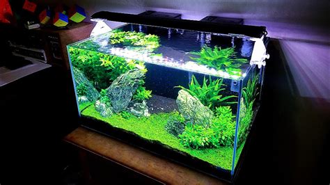 金魚缸|養一缸水清如鏡的金魚 Build a Goldfish Aquarium with Crystal